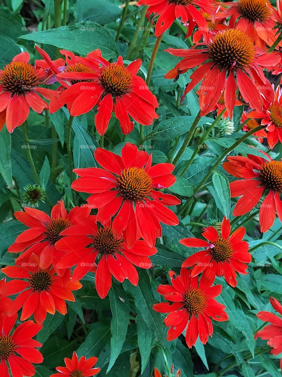 Vibrant red echinacea cluster