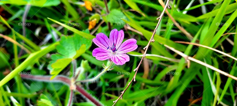 Purple