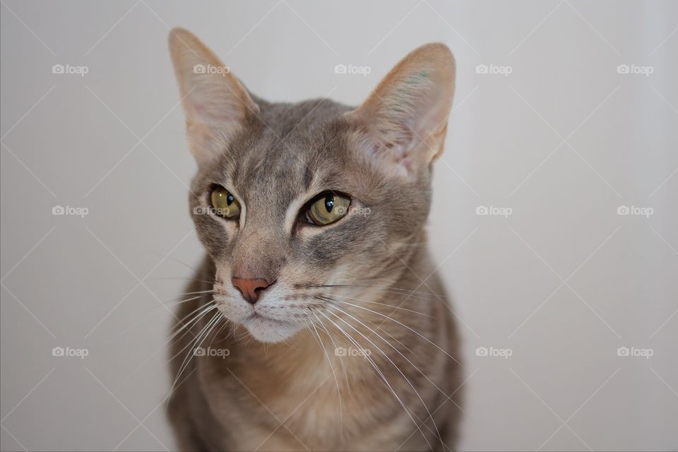 Portrait of gray cat