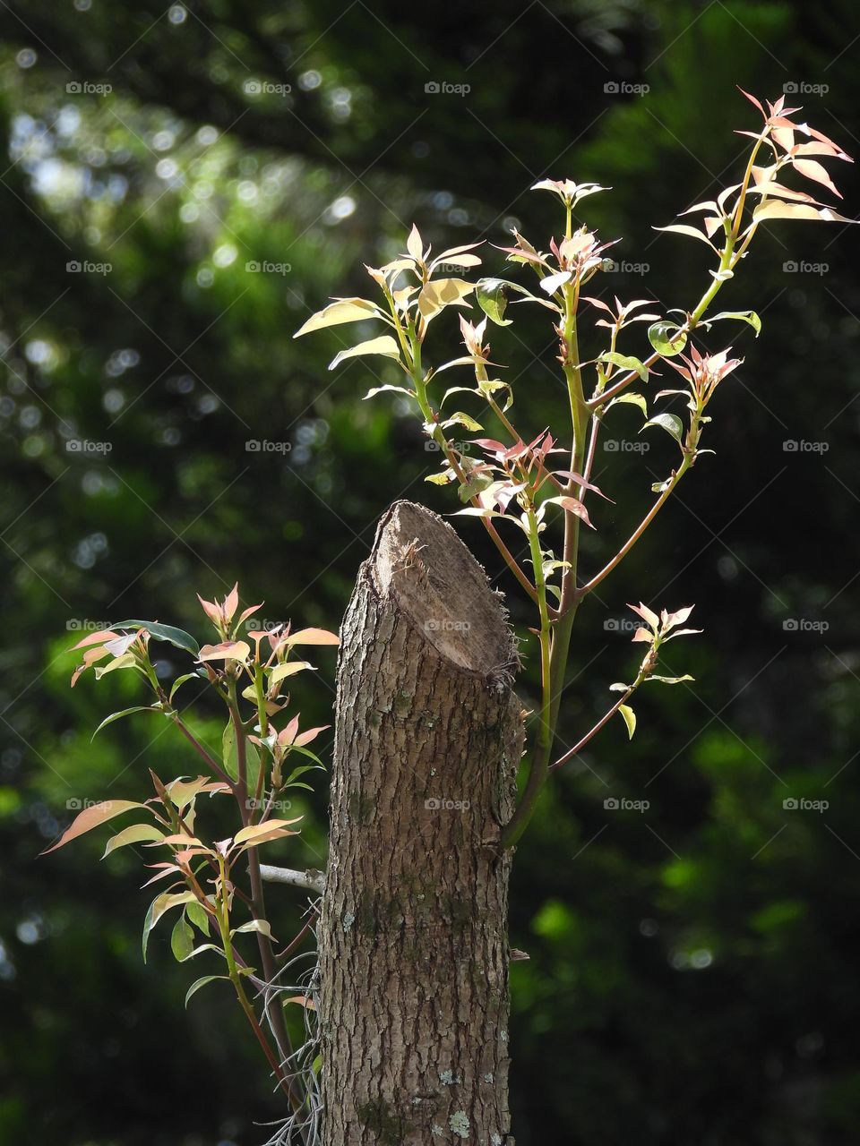 Spring brings tree back to life with tender sunlit leaves in muted green and mauve tones