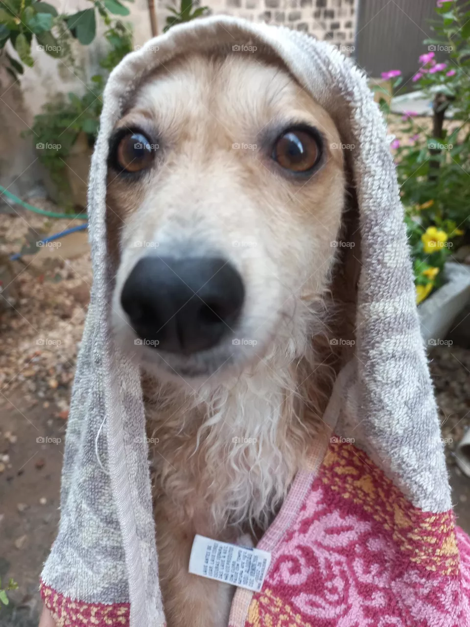 My dog