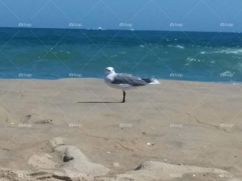 The summer beach bird