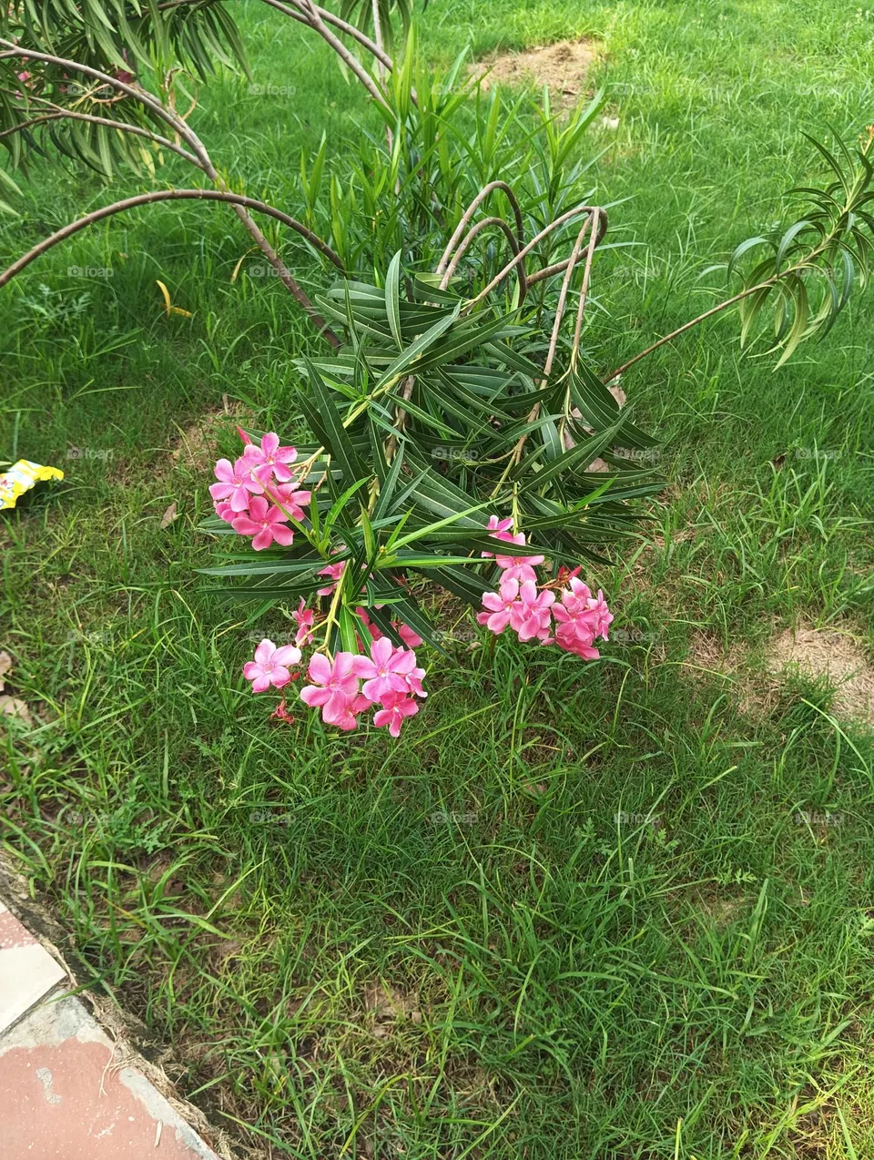 pink flowers