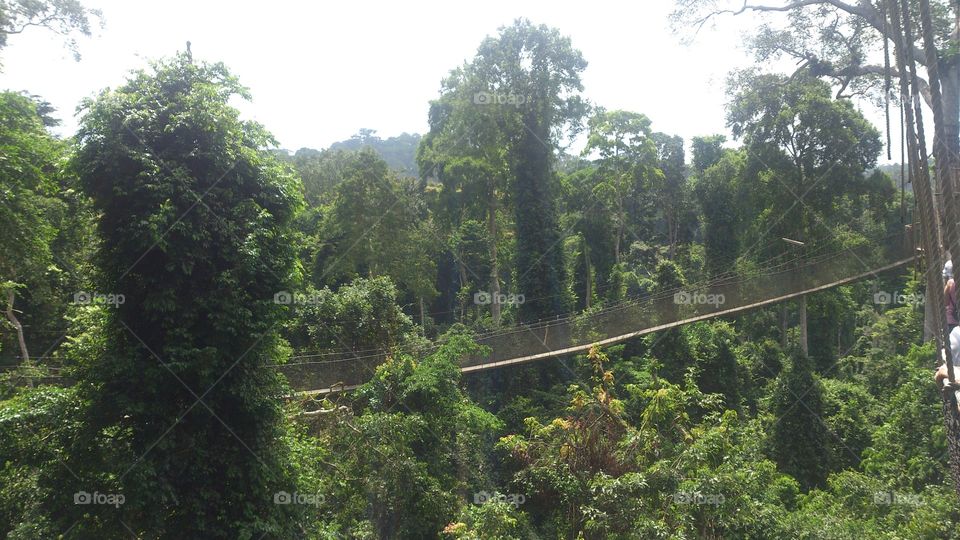Ghanaian Rainforest