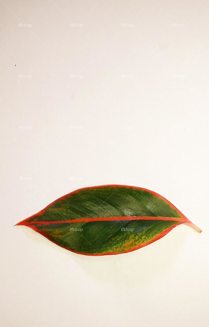 Beautiful leaf of Aglaonema plant with a design against a white background