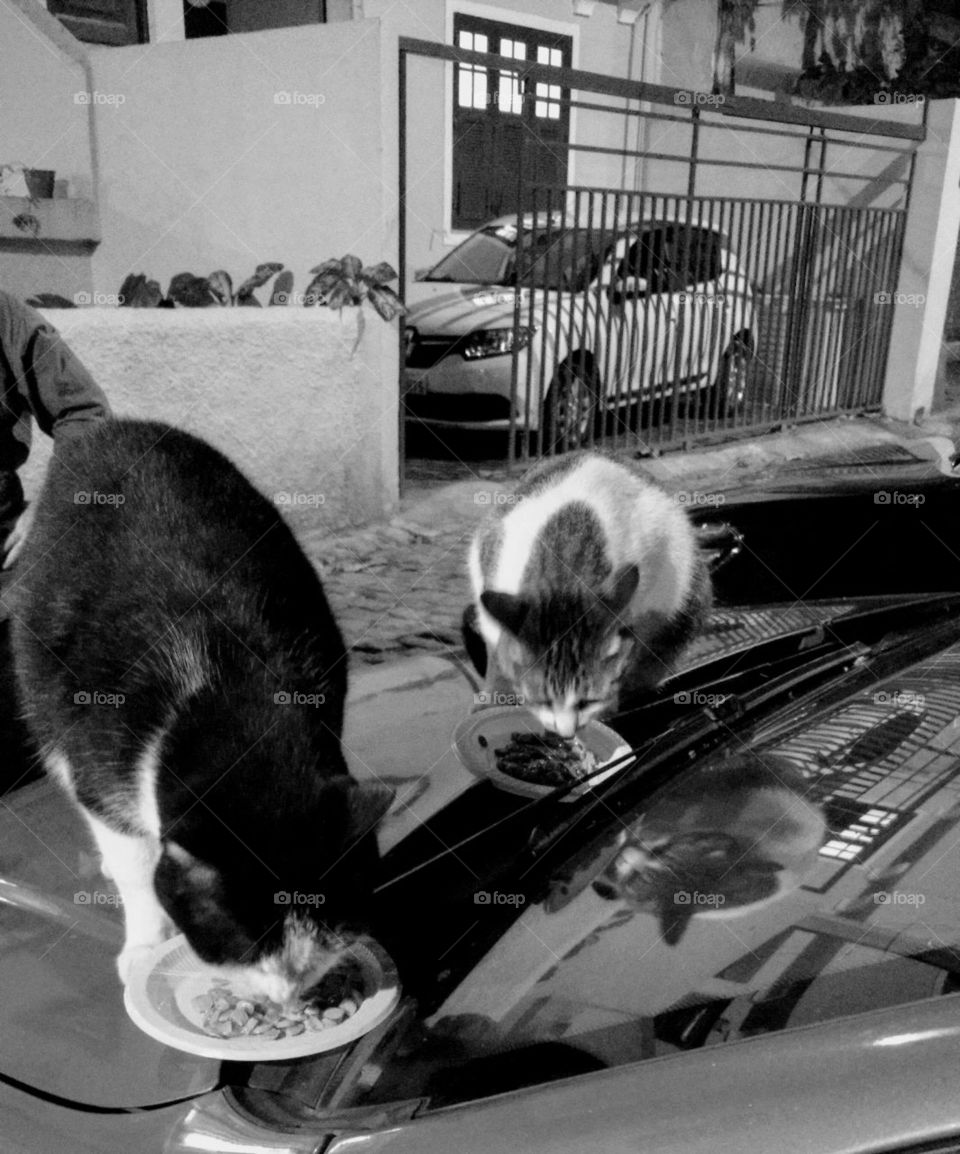 cats eating in B & W