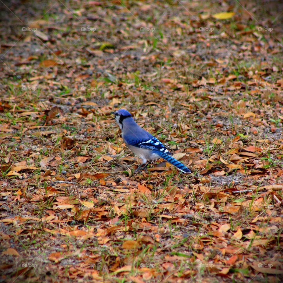 A blue jay on the ground foraging 