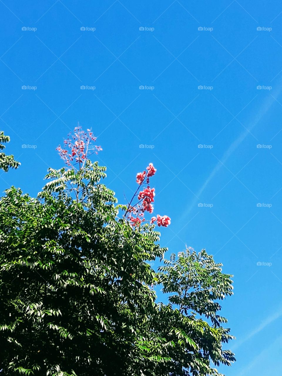 chinese tree with flowers