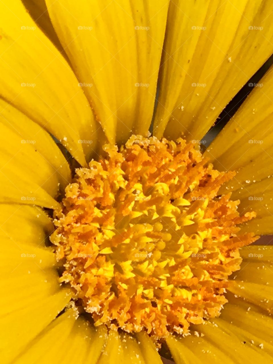 Extreme close-up of a yellow flower