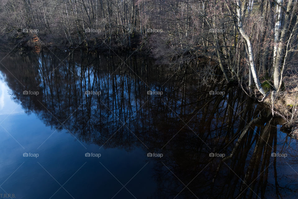 Bare trees reflected on water