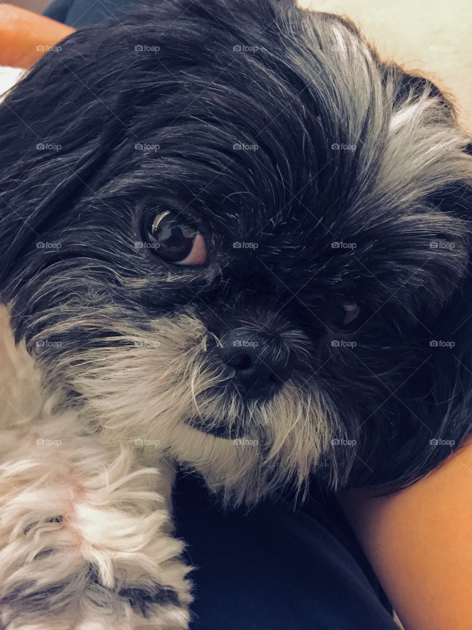 Snuggle Shih Tzu