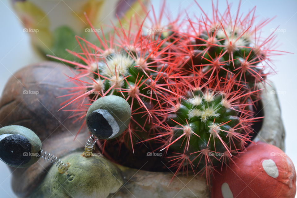 cactus flower house plants in the pot