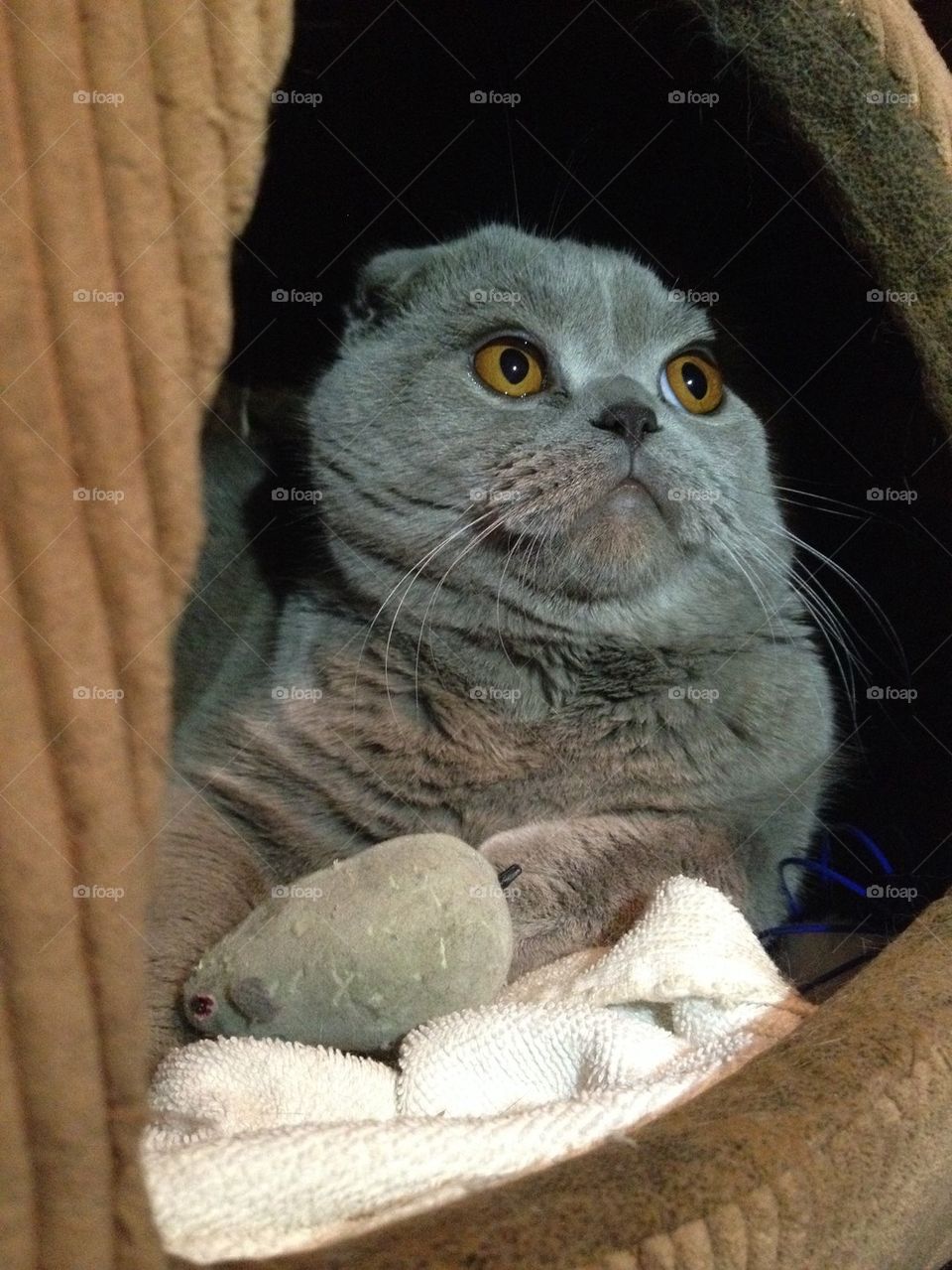 Scottish Fold