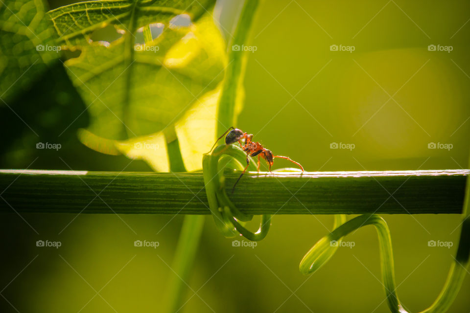 ant crossing plant stem
