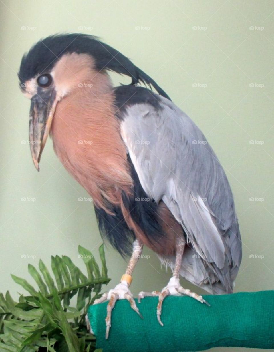 a blind bird at the National Aviary in Pittsburgh