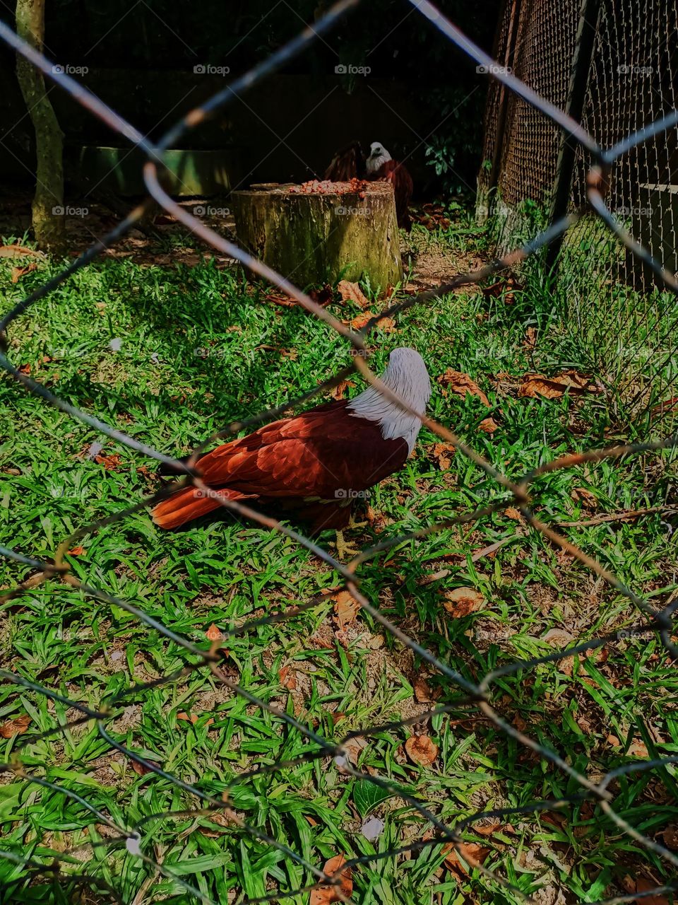 The gaze of the bondol eagle or Brahminy Kite with its scientific name Haliastur Indus is a species of bird of prey from the Accipitridae family and is a medium-
sized eagle species.