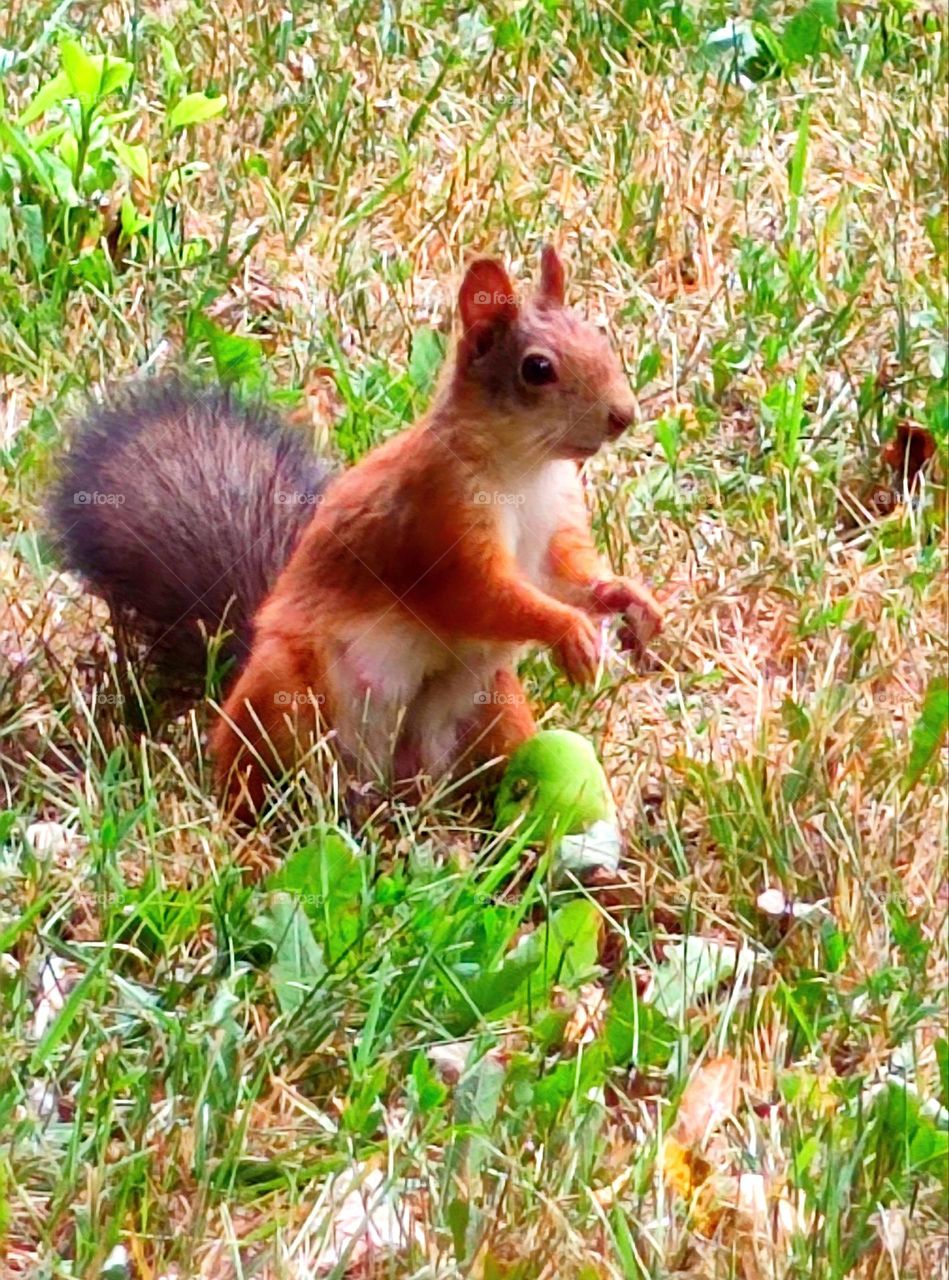 Squirrel on a green lawn near which lies a green apple