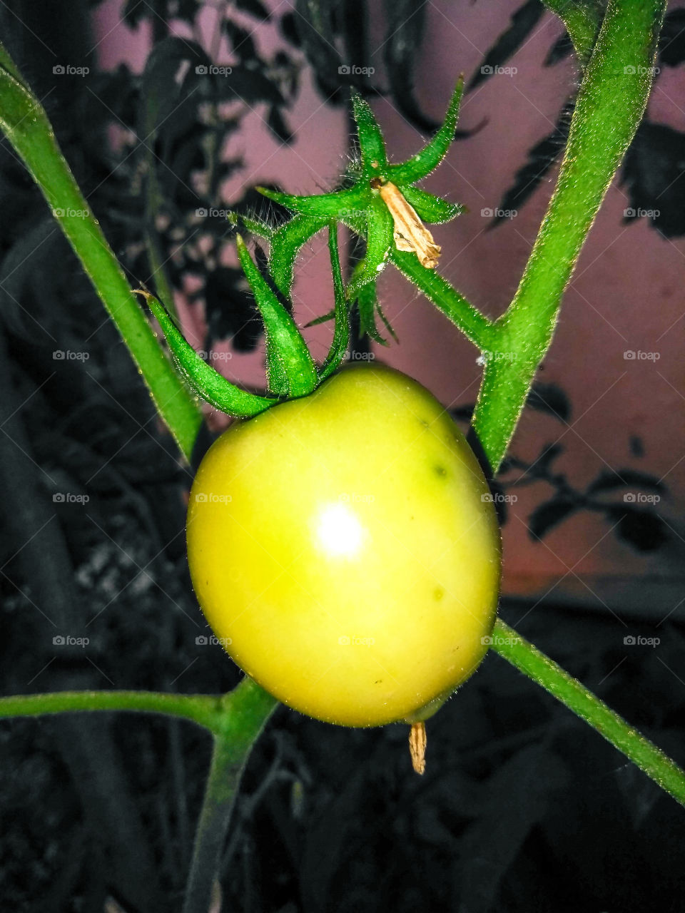 tomato