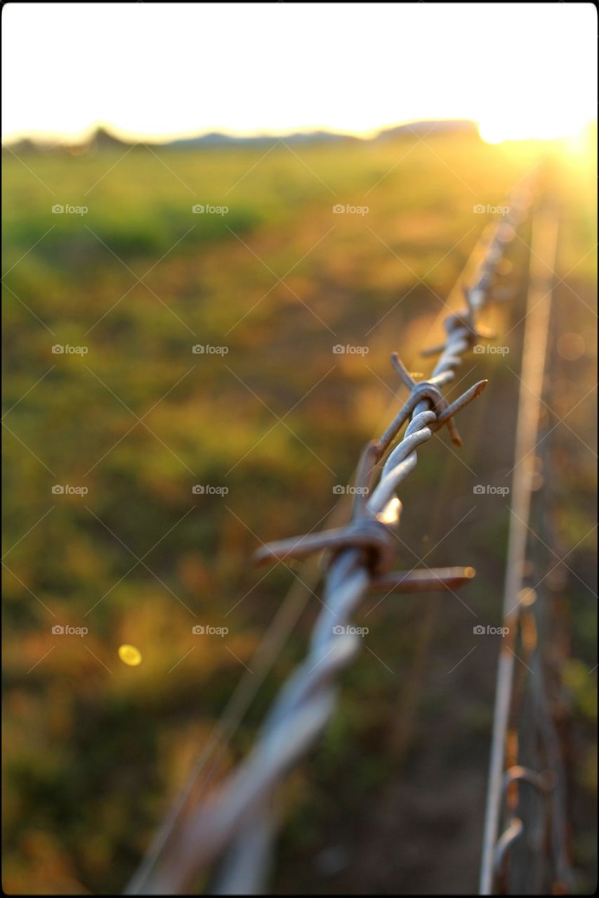 fence