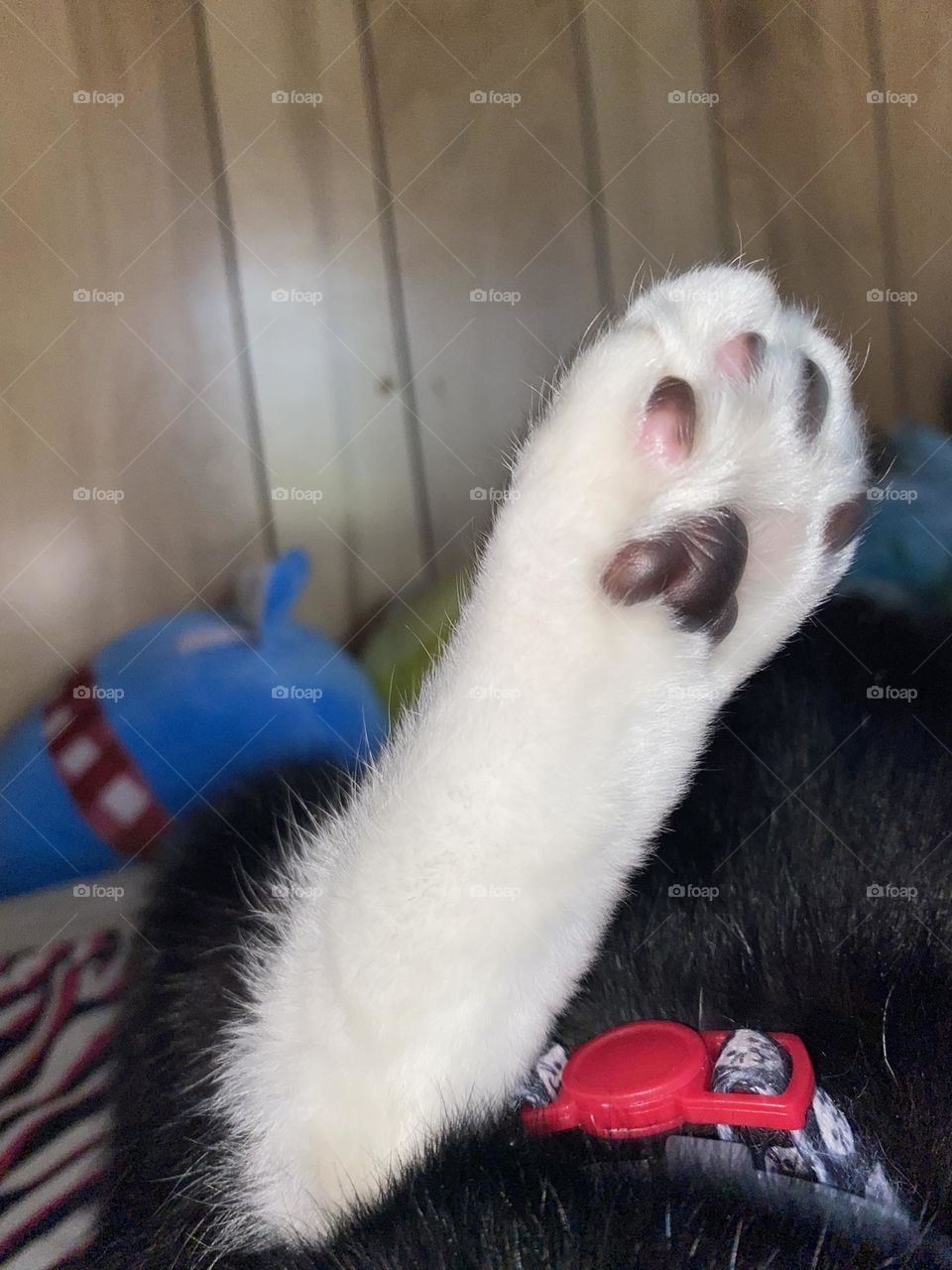 kitty toes