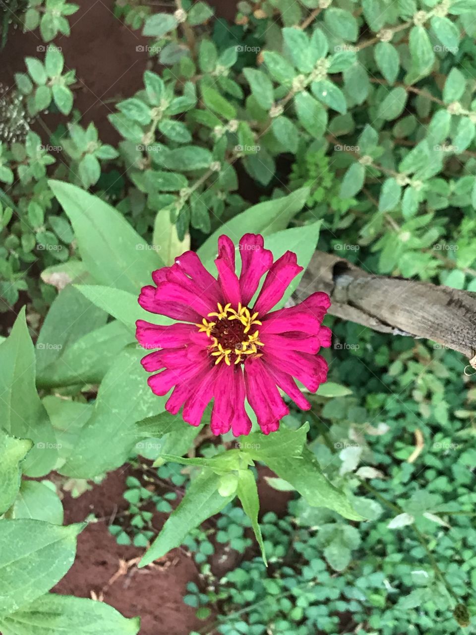 Do meu jardim para o mundo... amo as cores da natureza!