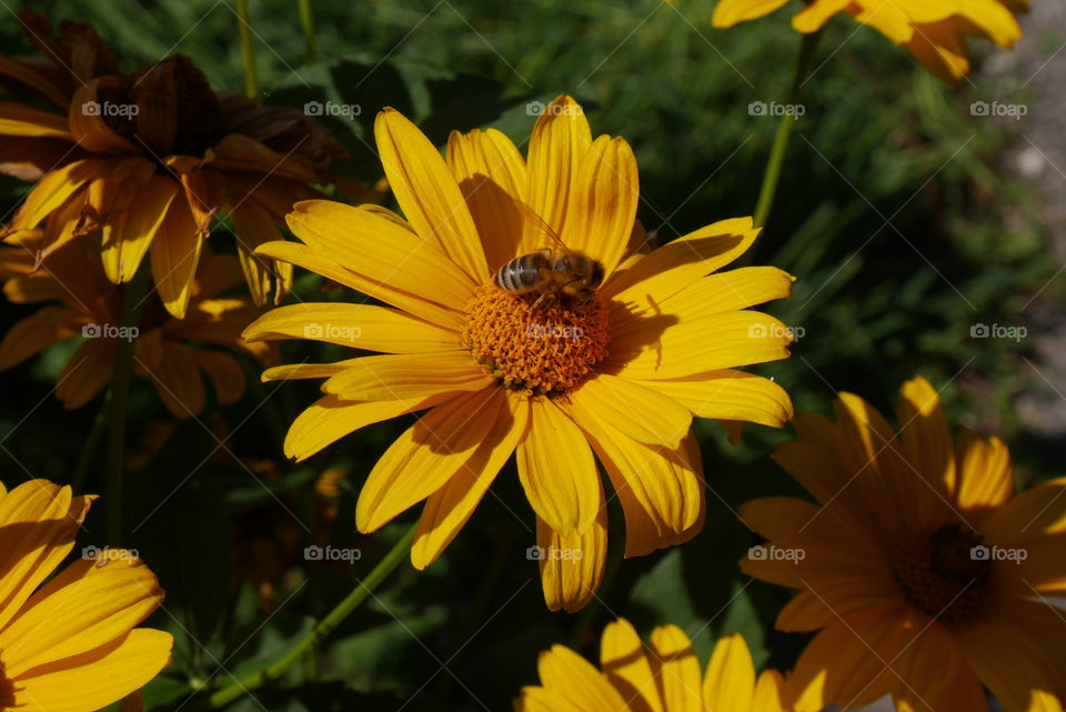 Bee on a flower 