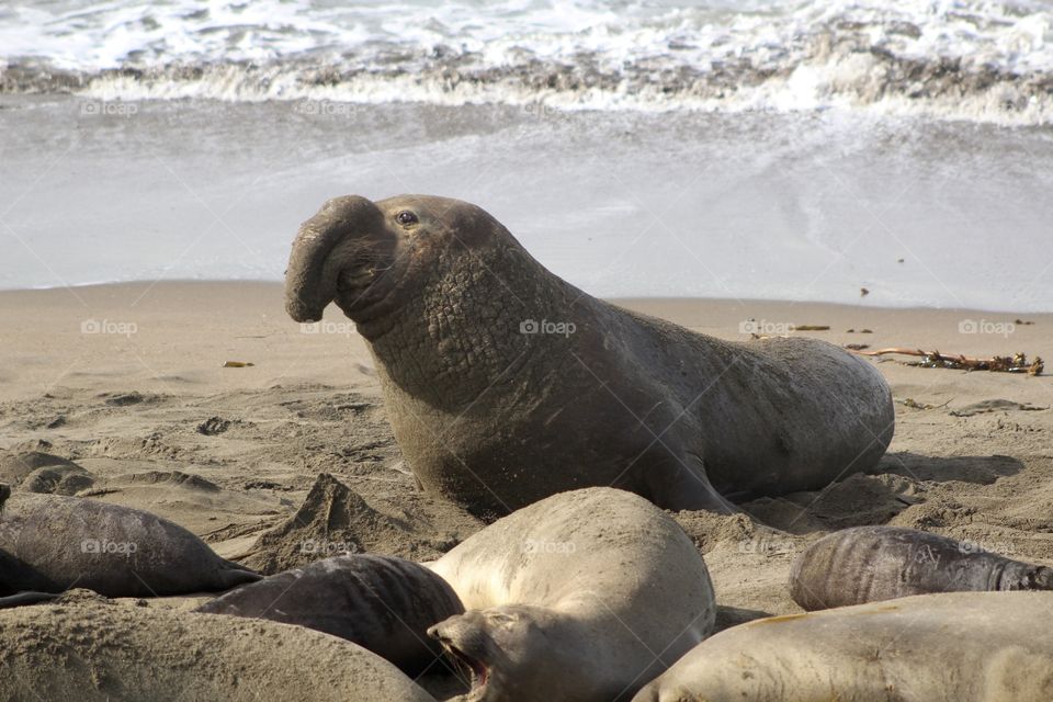 Elephant seals