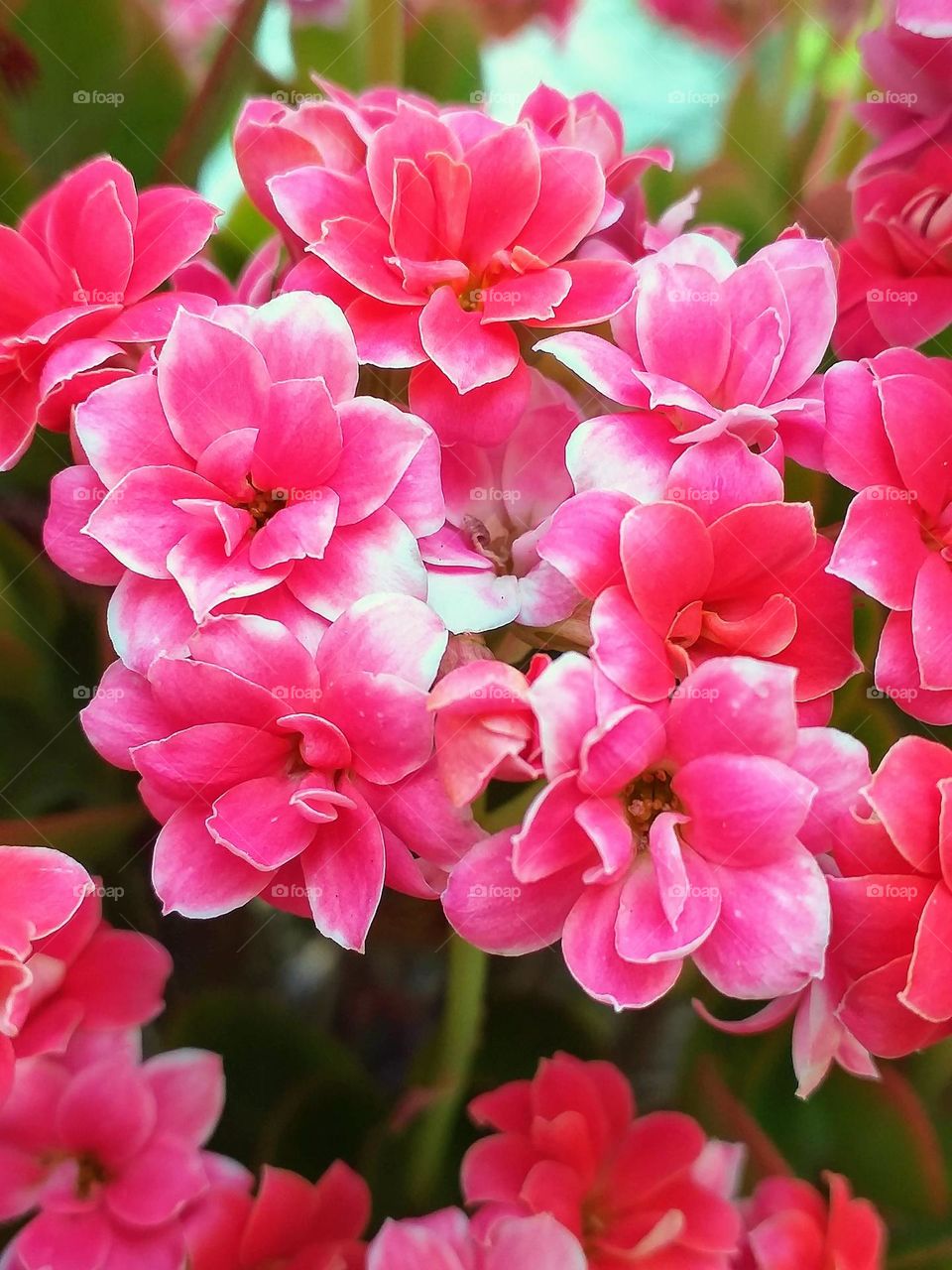 Pink Flowers 