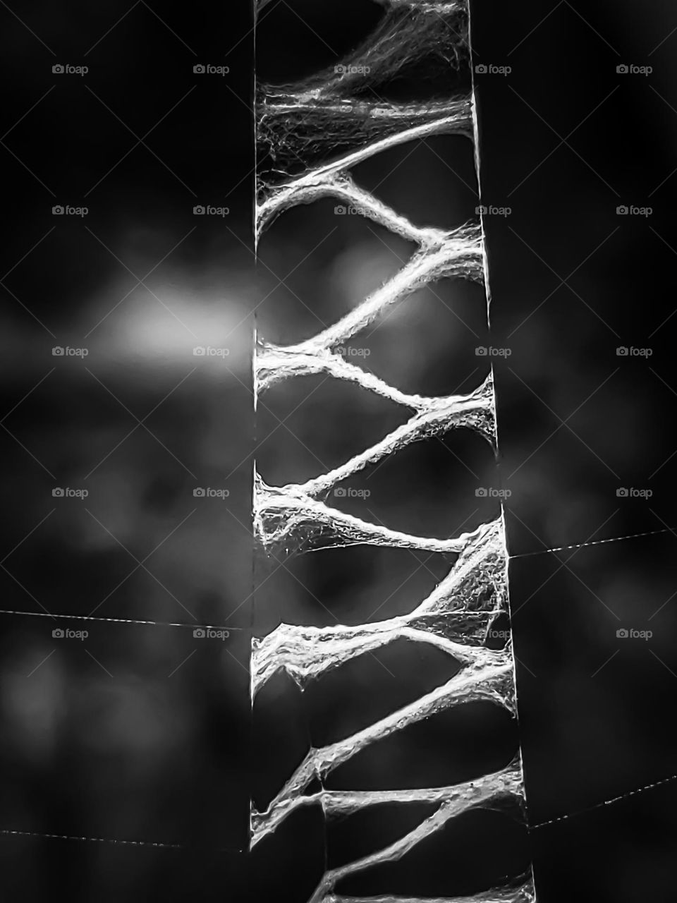 Amazing nature in black and white: 
A closeup of the articulate design of a spiders web.