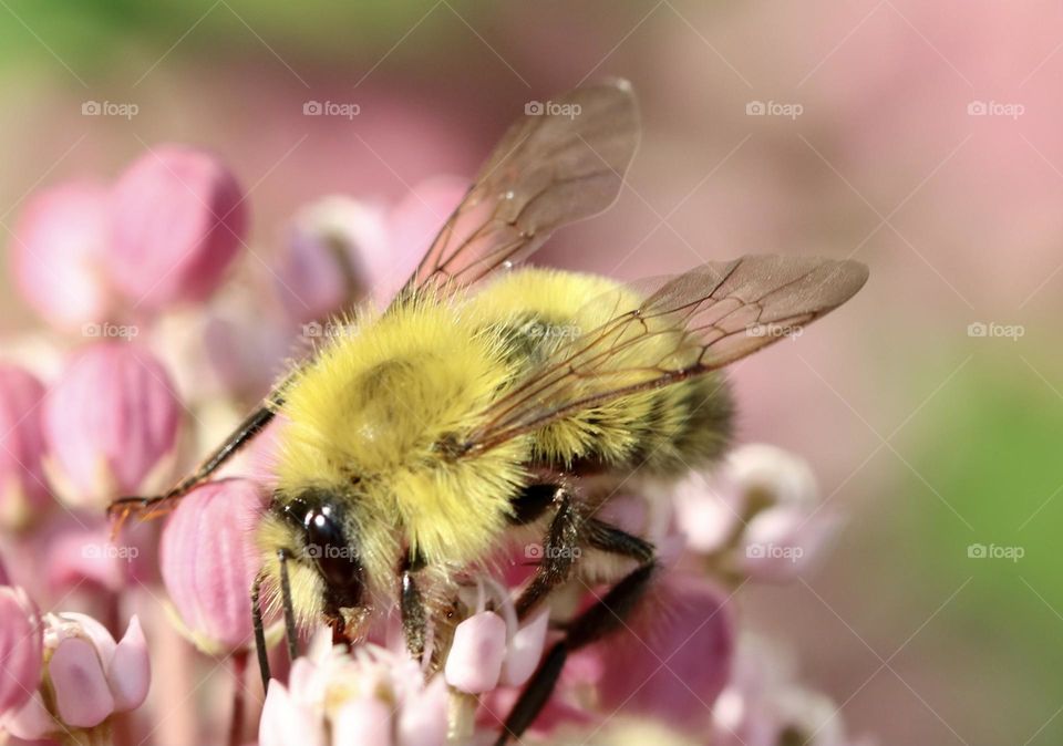 Bumblebee on milkweed flowers 