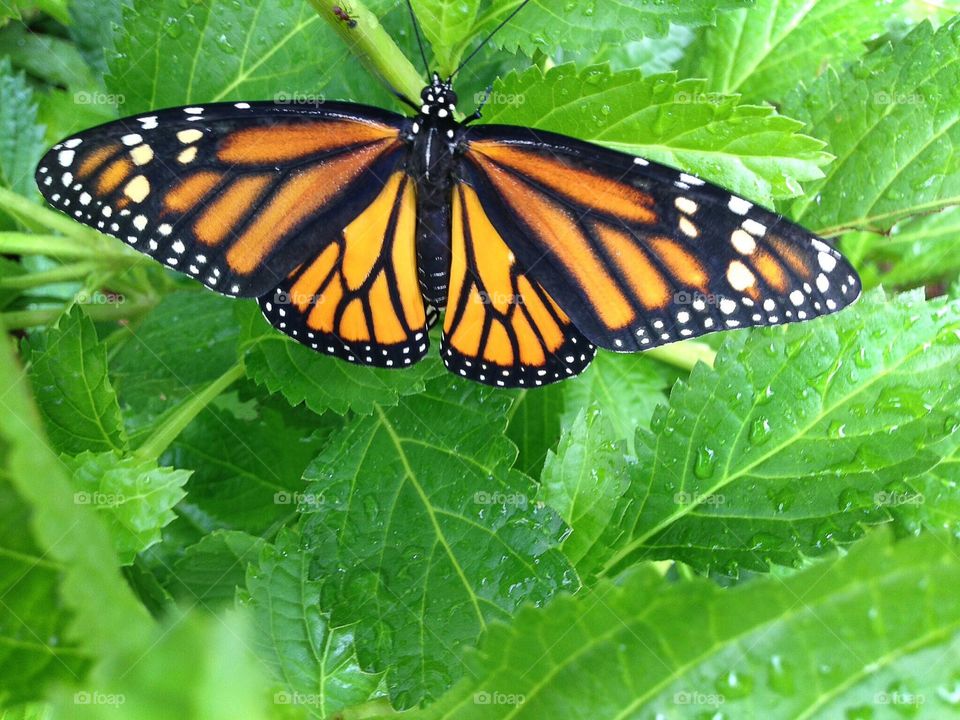 Monarch butterfly.