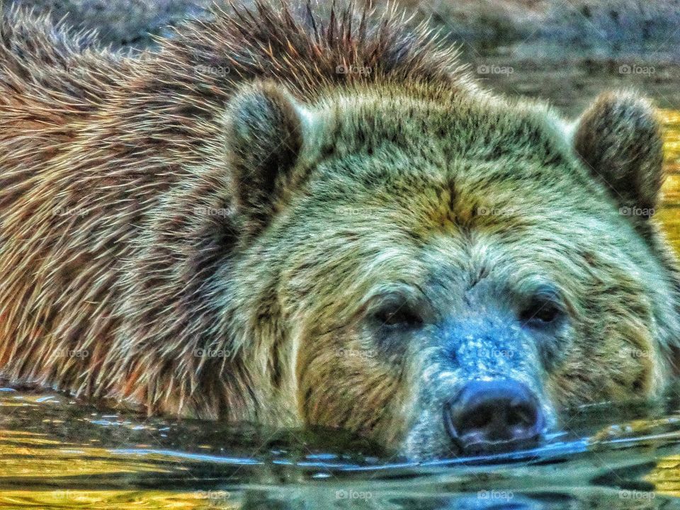 California Brown Bear