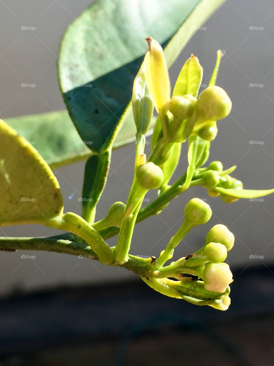 Orange blossom buds