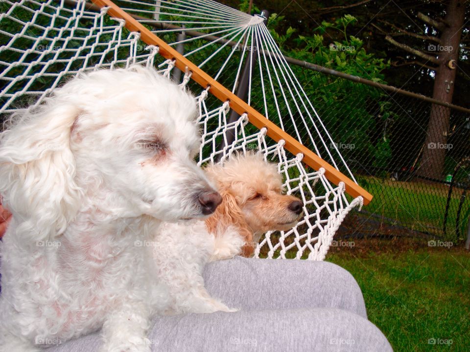 Summertime Pets Swinging in Shaded Rope Hammock.