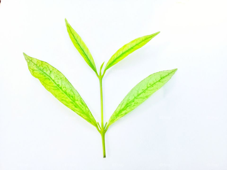 this leaf photo is suitable for commercial or editorial related to nature or greening