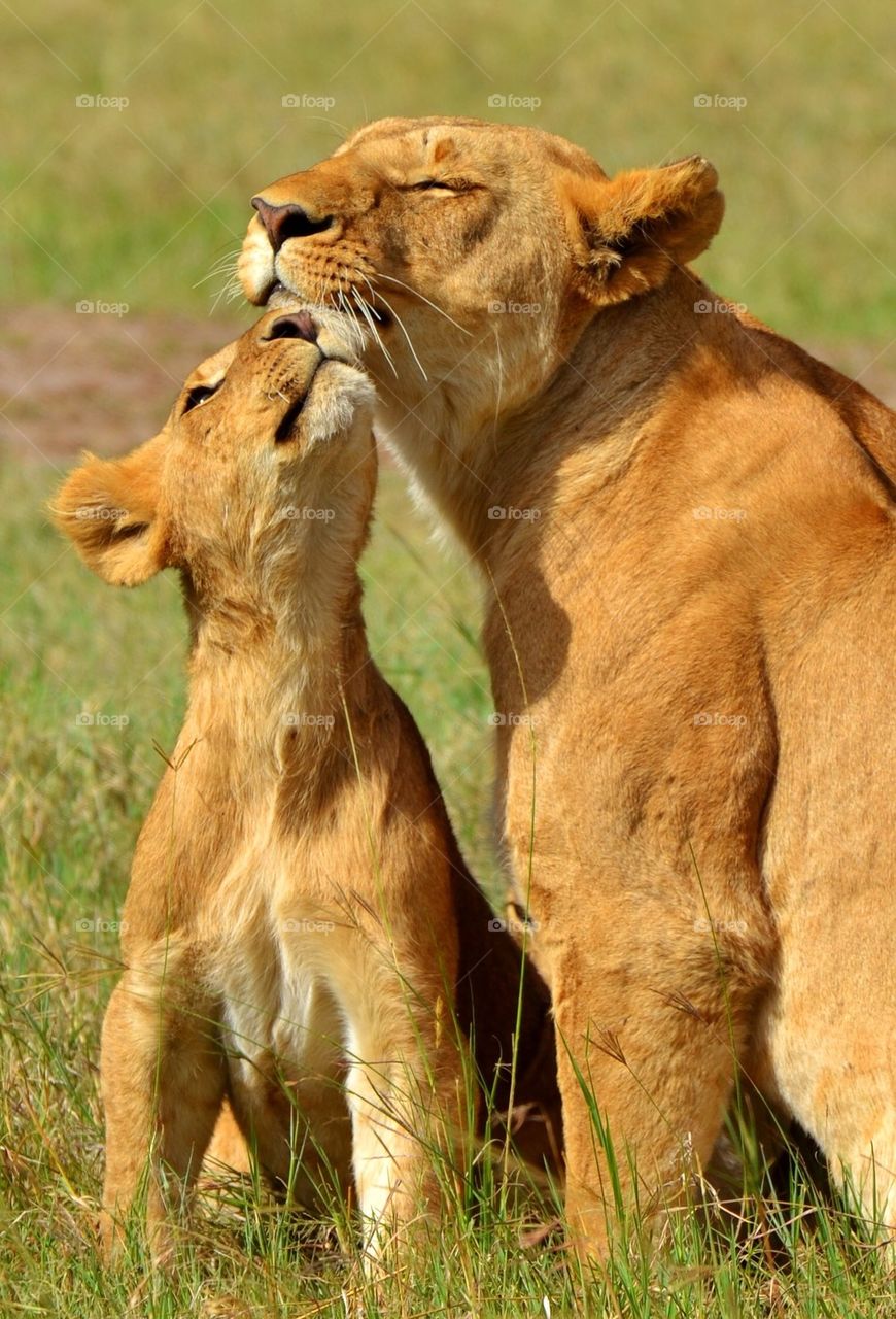 Lioness and Cub