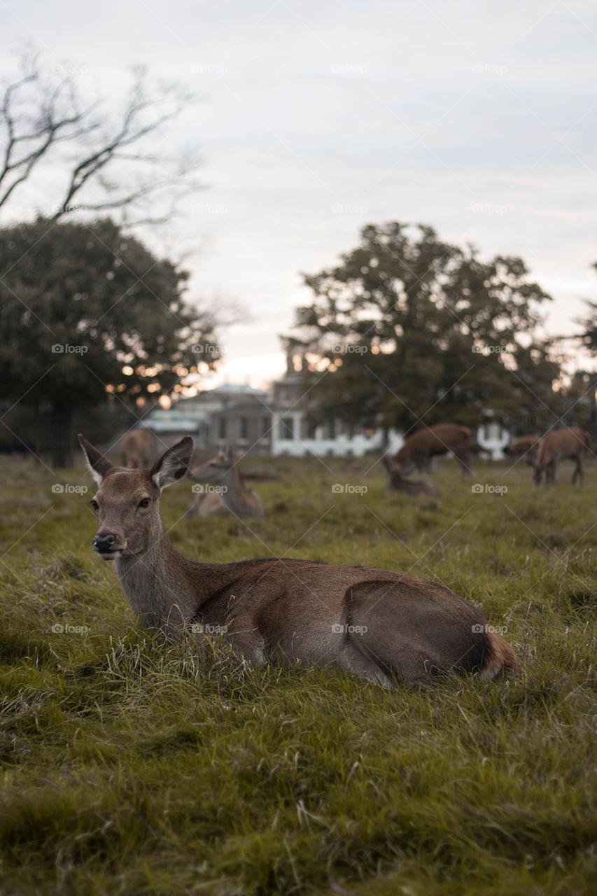 Beautiful brown colour deer