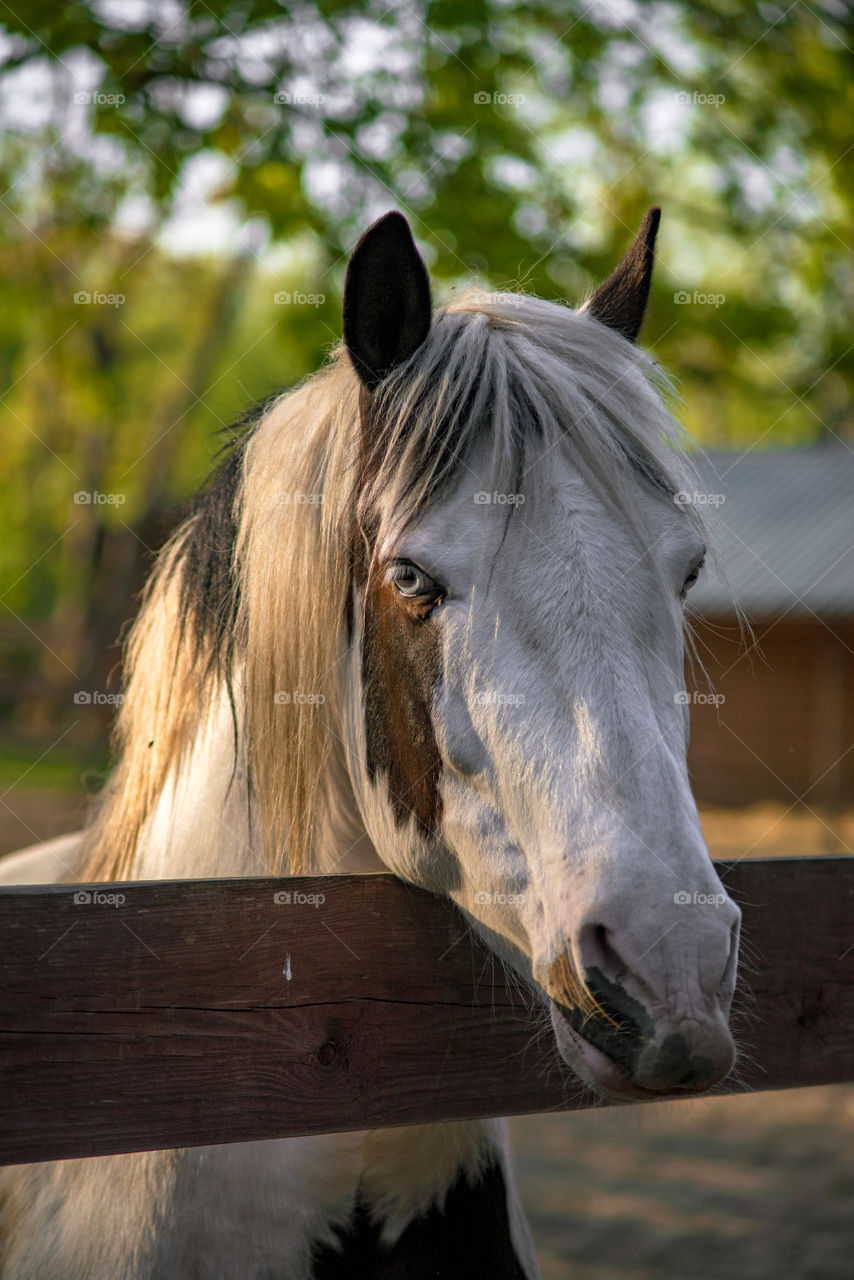 Magic horse