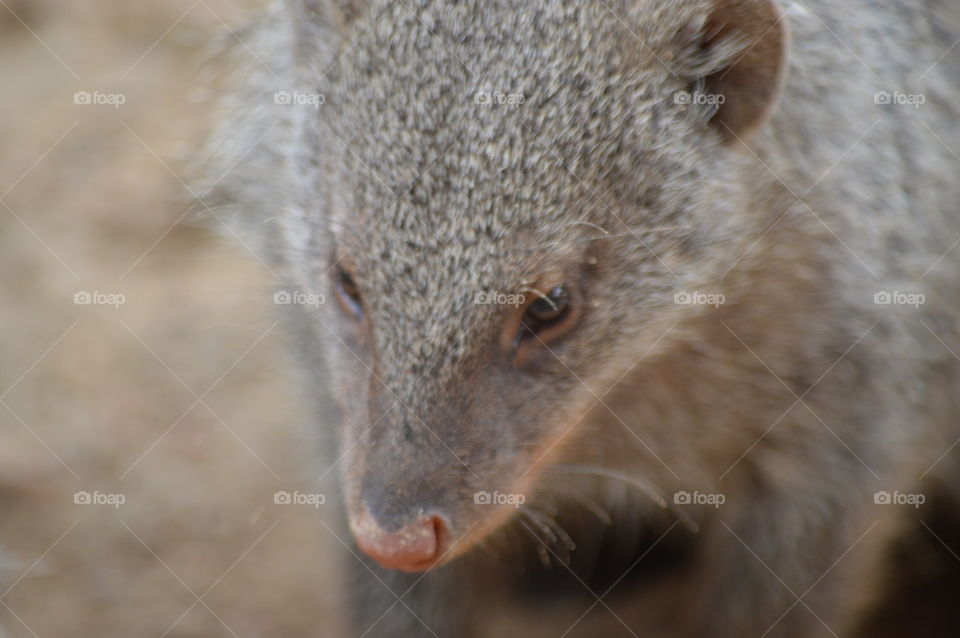 mongoose