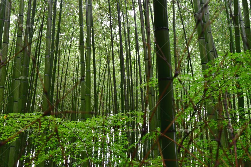 Lush bamboo forest