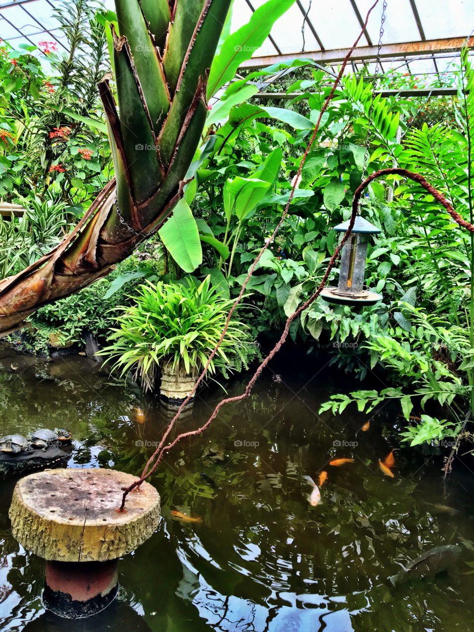 Tropical greenhouse with pond and animals