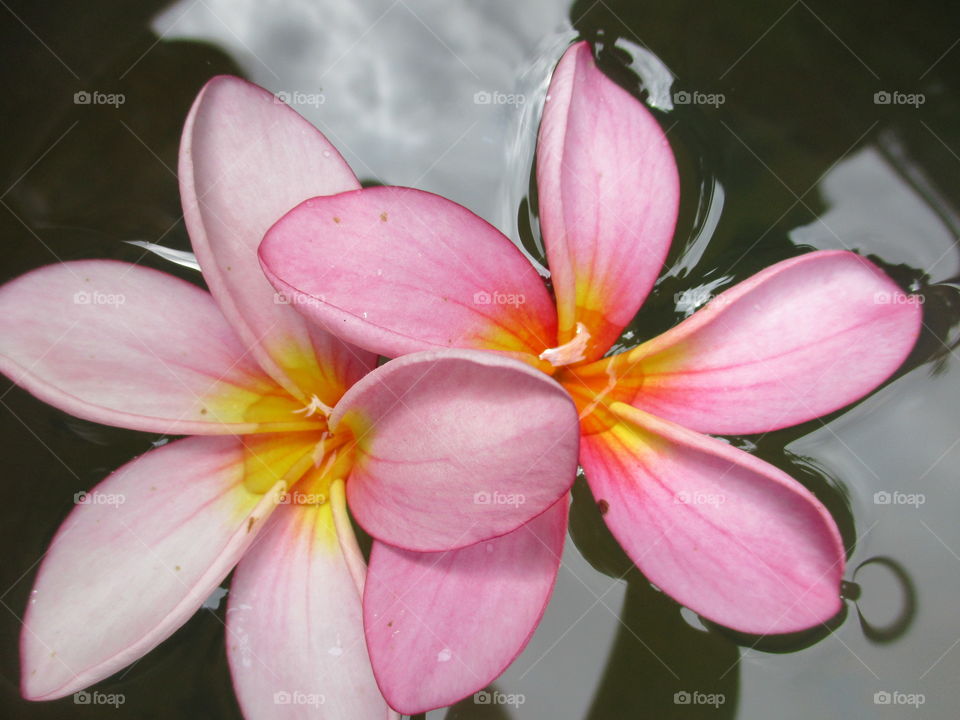 pink flower