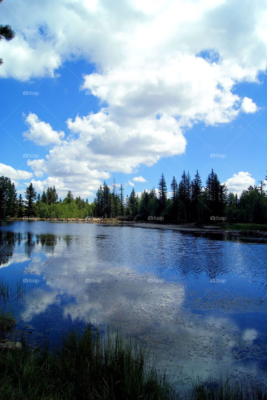 Lakeside reflections 