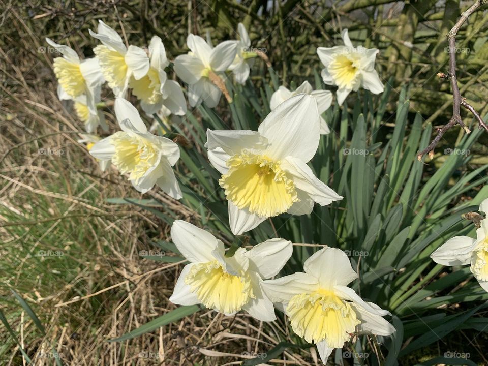 Daffodils 