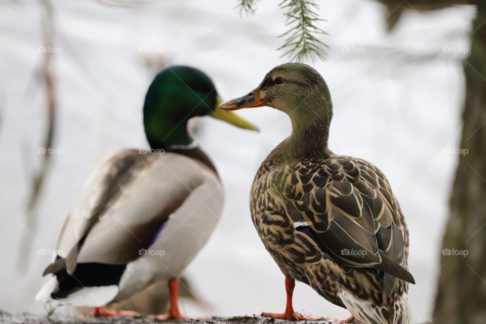 Ducks kissing 