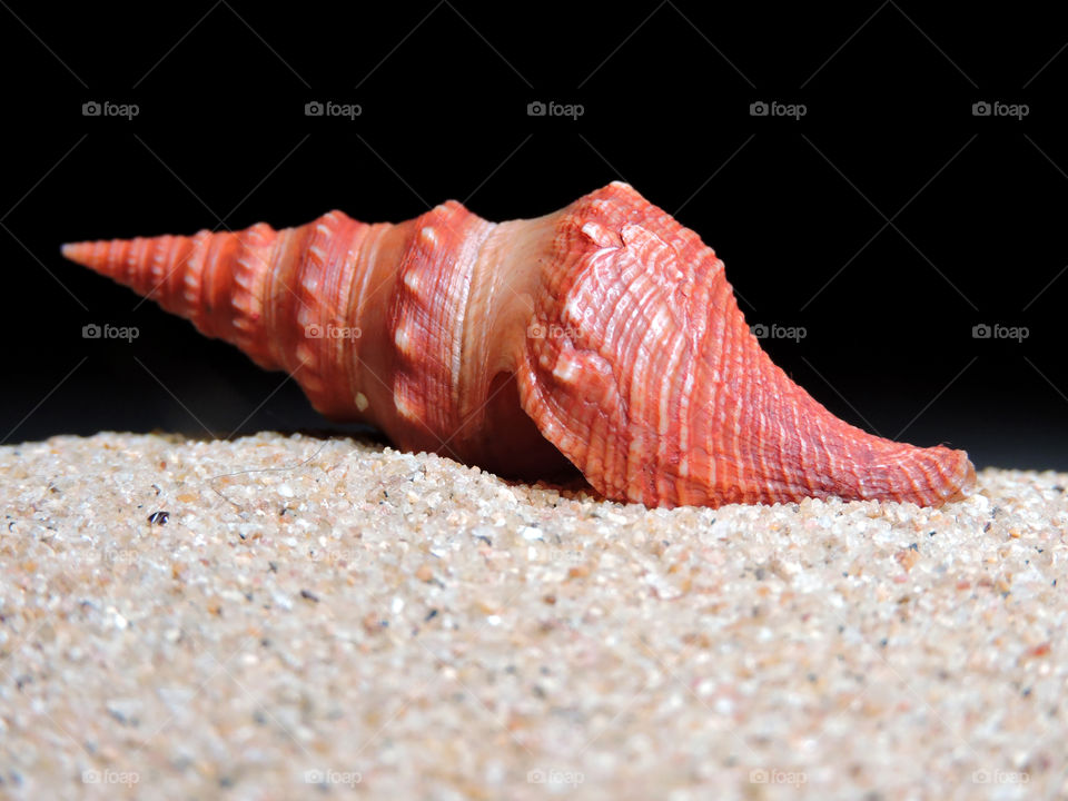 seashell