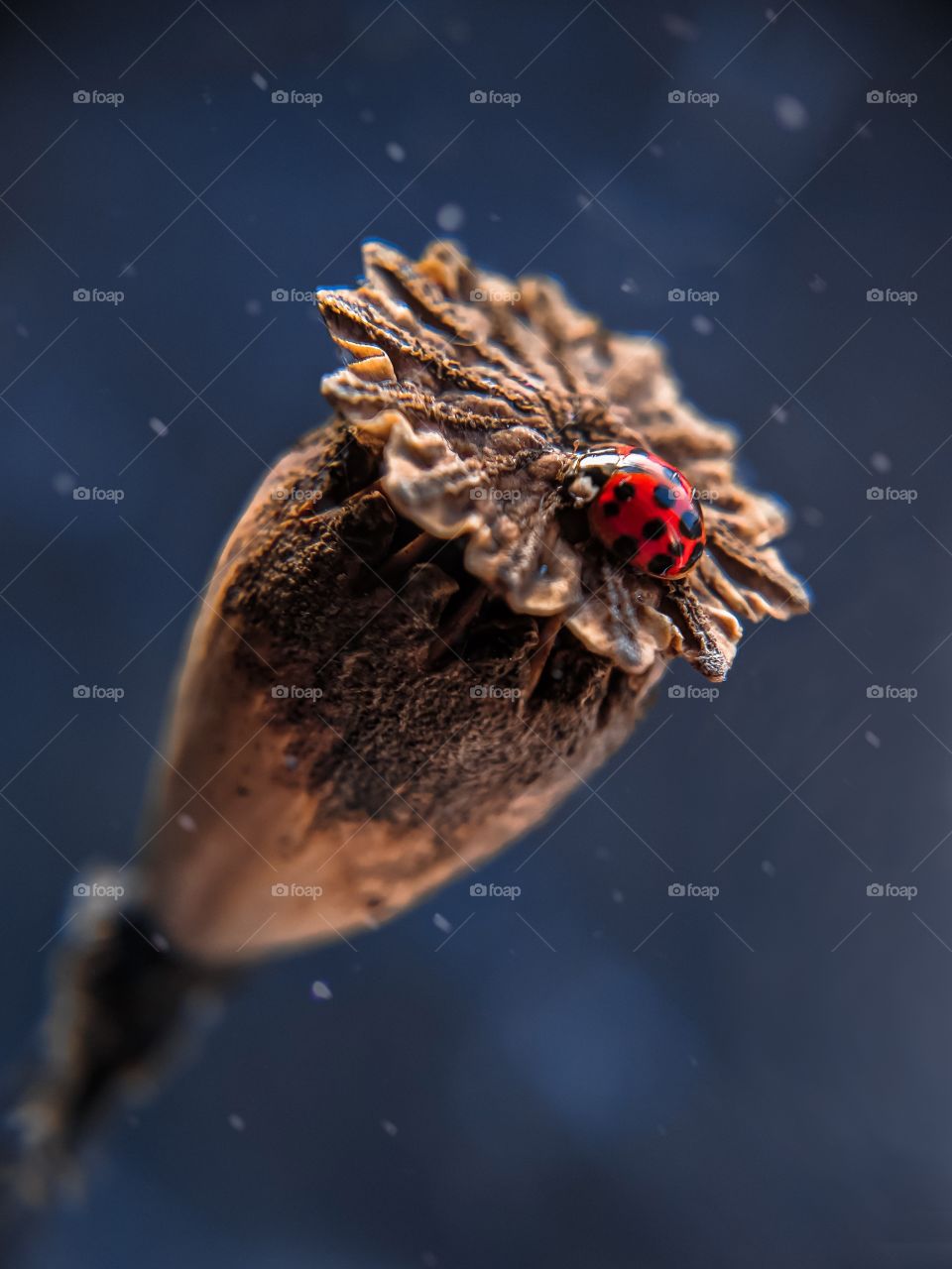 ladybug sitting on a dry flower