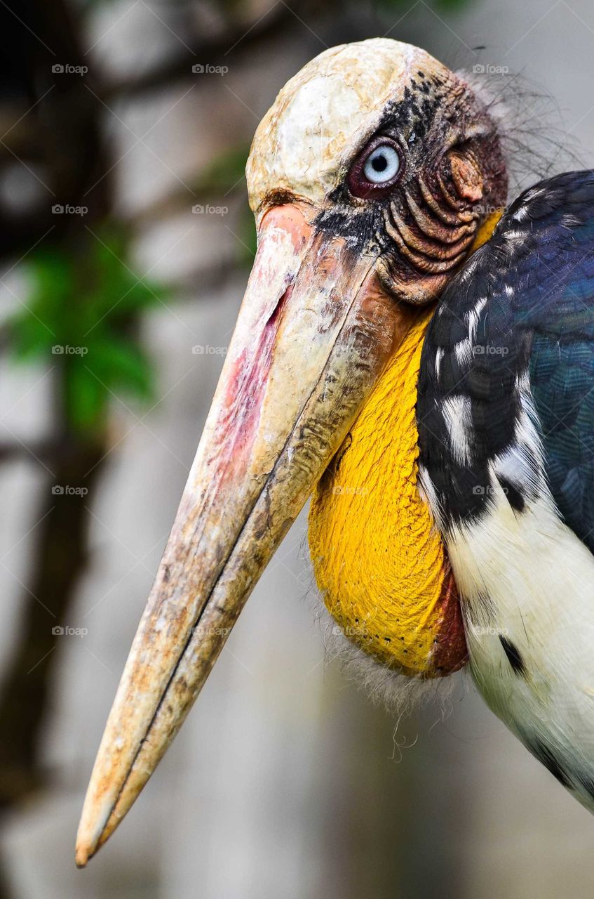 Lesser Adjutant