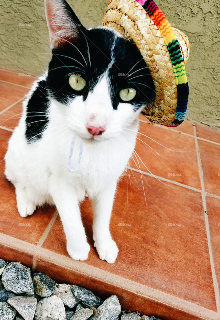 The cat, Oreo, wearing a tiny sombrero.