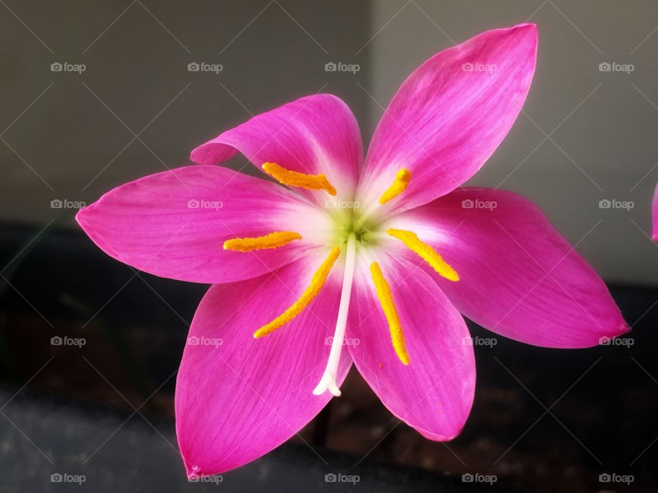 As far as I could identify, this is one of the 160 species of Colchicum flower, family of Colchicaceae. One bulb, one flower that lasts 1, 2 days most. Vibrant color, delicate flower.
